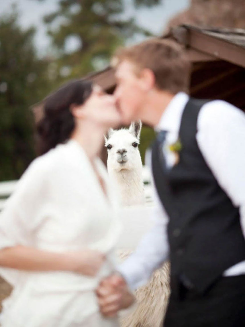 Photobombs de bodas - Llama