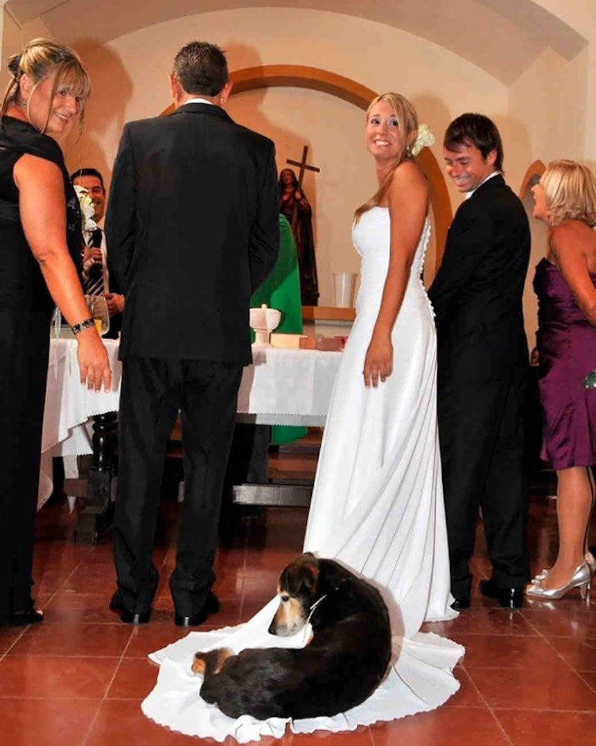 Photobombs de bodas - Perrito echado en el vestido