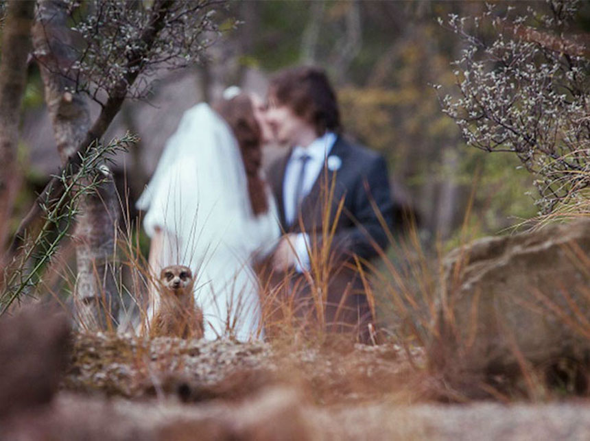 Photobombs de bodas - Animales