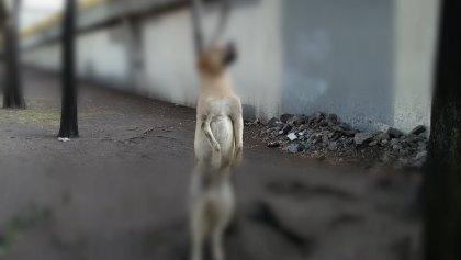 Amarran cuerpo de perro a árbol en la delegación Iztacalco