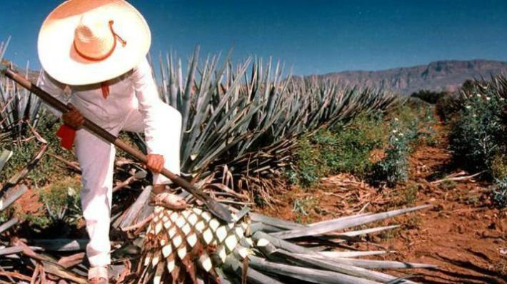 senadores aprueban el Día Internacional del Tequila