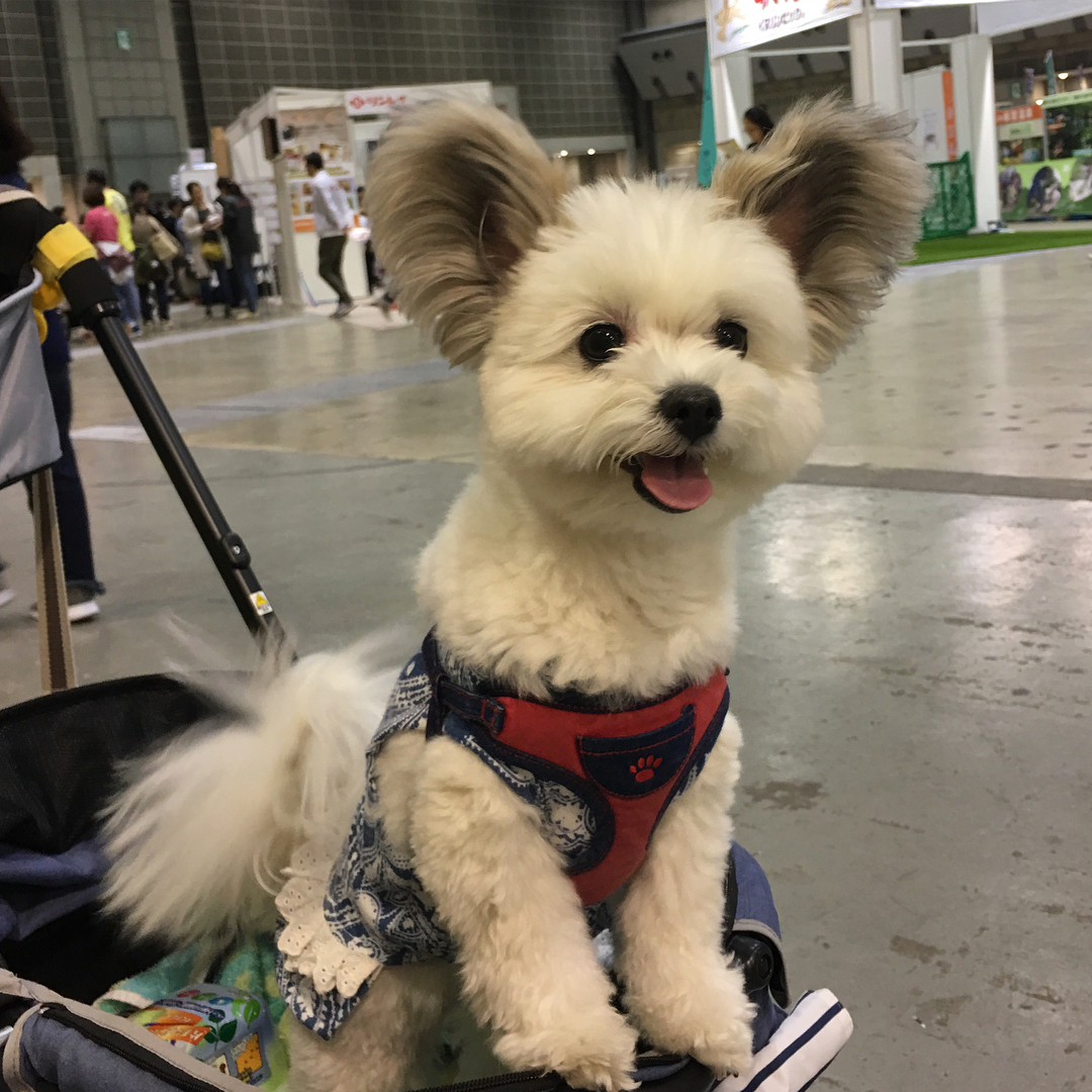 Conoce a Goma, el perrito con orejas de Mickey Mouse