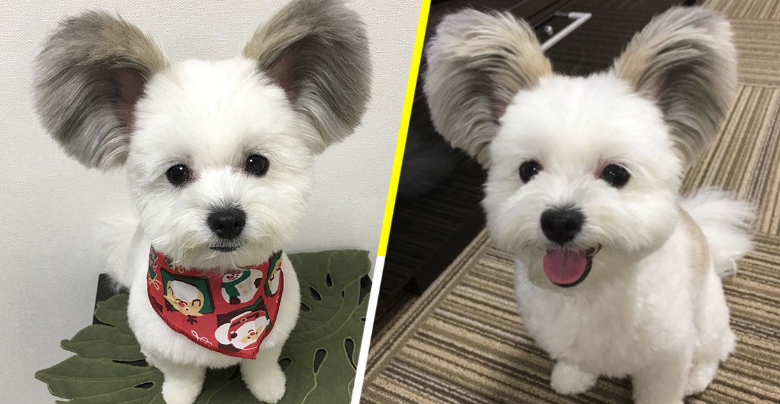 Conoce a Goma el perrito con orejas de Mickey Mouse que se ha