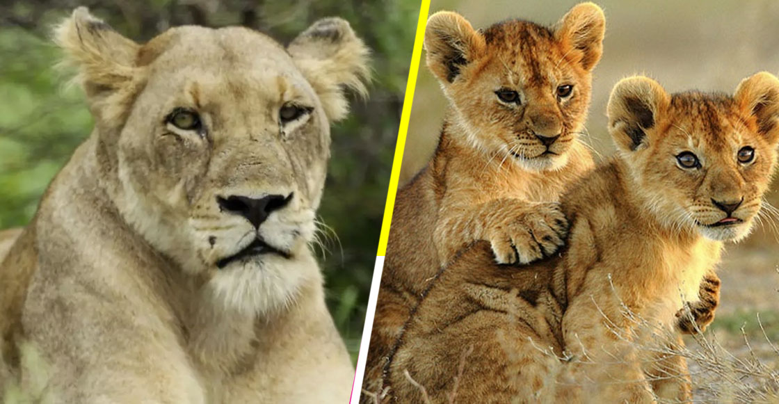 3 leones adultos y 8 cachorros fueron envenenados en un parque de  conservación en Uganda 