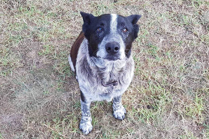 Esta es la historia de Max, el perrito que protegió a una niña de 3 años y ahora es policía honorario 