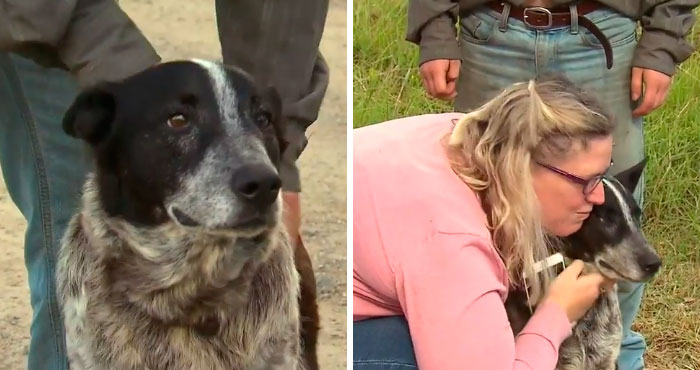 Esta es la historia de Max, el perrito que protegió a una niña de 3 años y ahora es policía honorario 