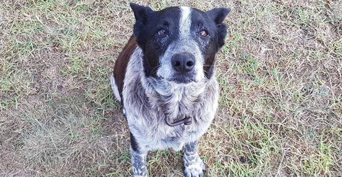 Esta es la historia de Max, el perrito que protegió a una niña de 3 años y ahora es policía honorario