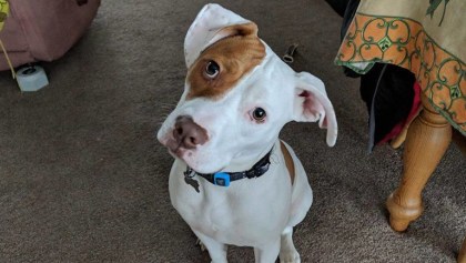 Perrito sordo que aprendió lenguaje de señas