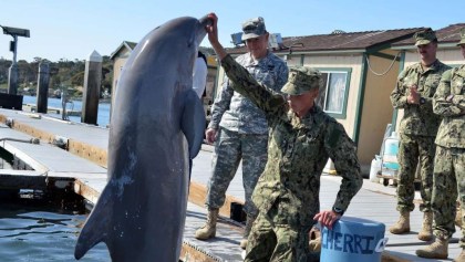 Entrenamiento militar delfines