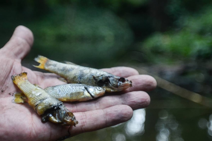 peces muertosenmano