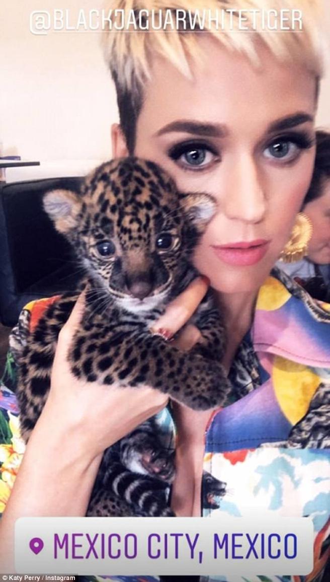 ¿Por qué acusaron a Katy Perry de abuso animal en su reciente visita a México?