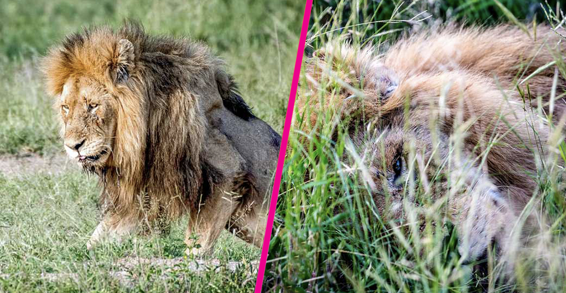 Las desgarradoras fotos de este león en sus últimos momentos de vida te  romperán el corazón ? 