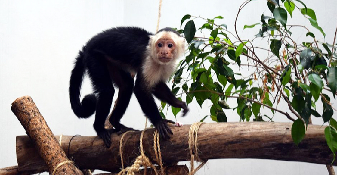 El mono capuchino en el Zoológico de Chapultepec