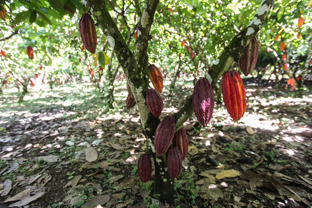 Festival Artesanal de Cacao y Chocolate 