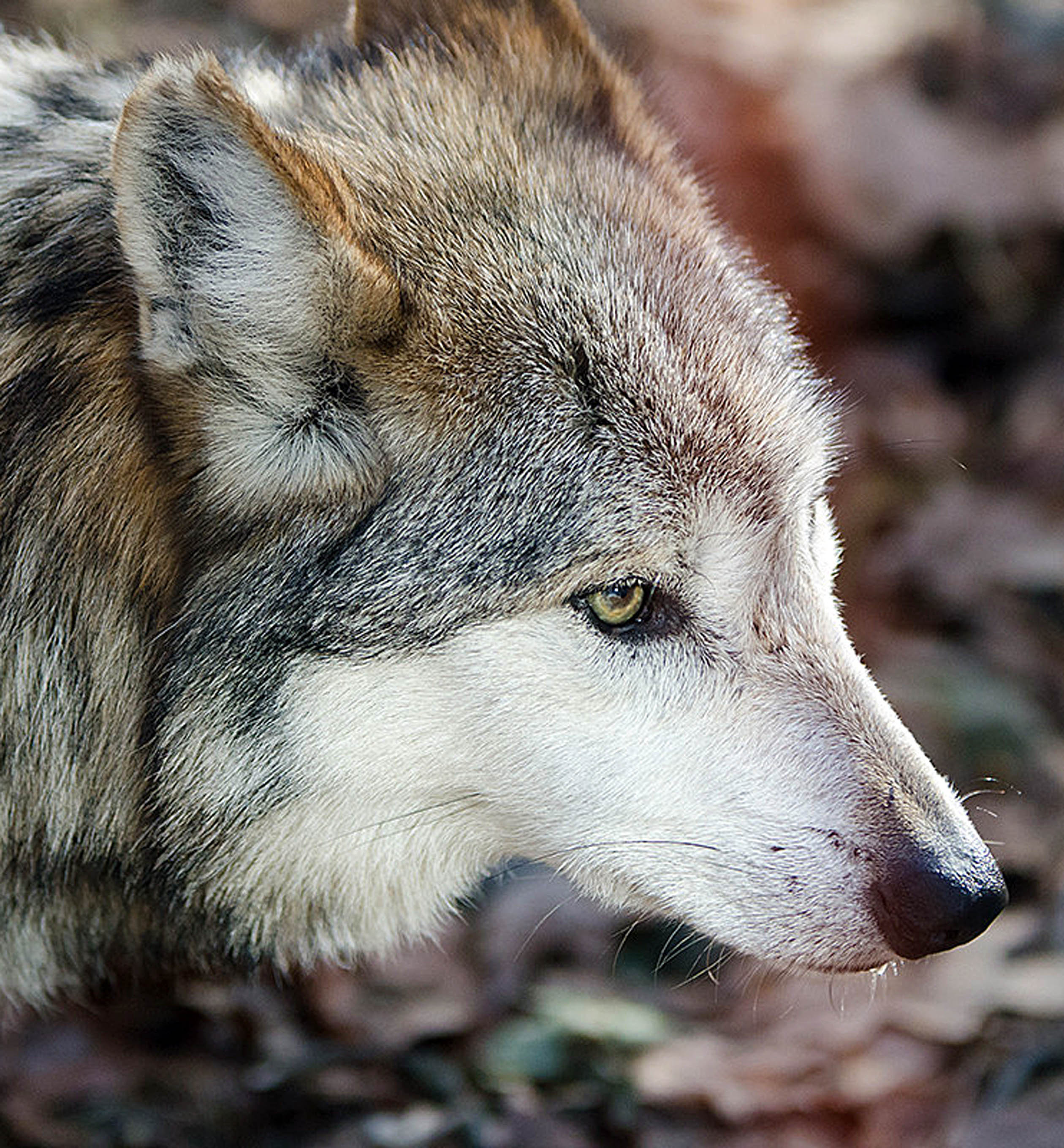 El lobo gris mexicano salió de la lista de animales en peligro de extinción