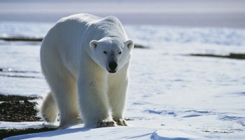 Mundo enfermo y triste: Algunos mamíferos se hacen nocturnos para evitar humanos