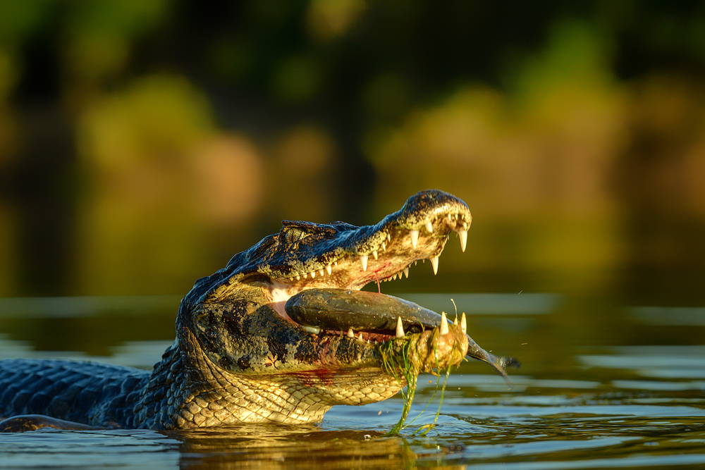 Nuevas especies Amazonas