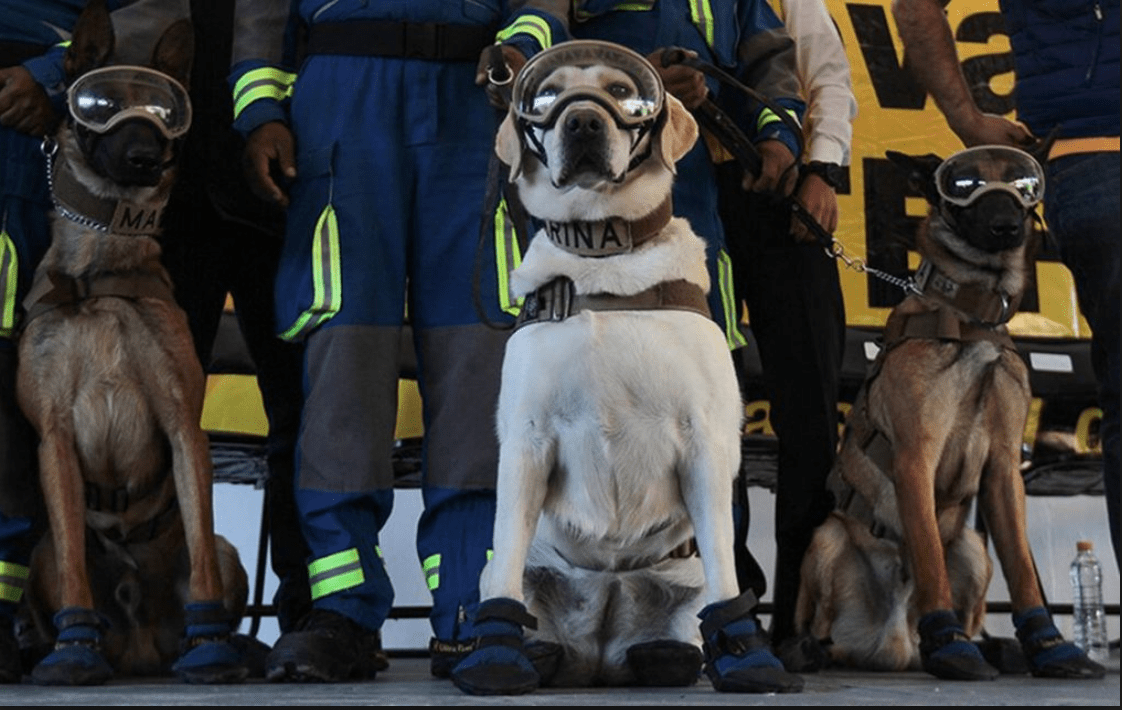 ¡En Coyoacán abrirán una clínica veterinaria en honor a la perrita Frida! 