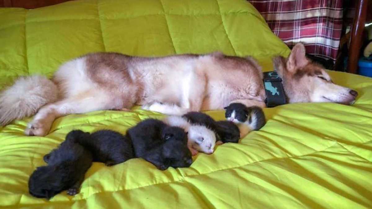 Una husky encontró unos gatitos a punto de morir y los adoptó