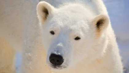 En Noruega matan a un oso polar por atacar a un guardia de turistas