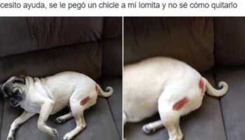 Una chica pidió ayuda para quitarle un chicle pegado a su perrita y sí, los memes aparecieron