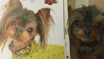 OMG! Esta peluquería canina en verdad transforma el look de los perritos