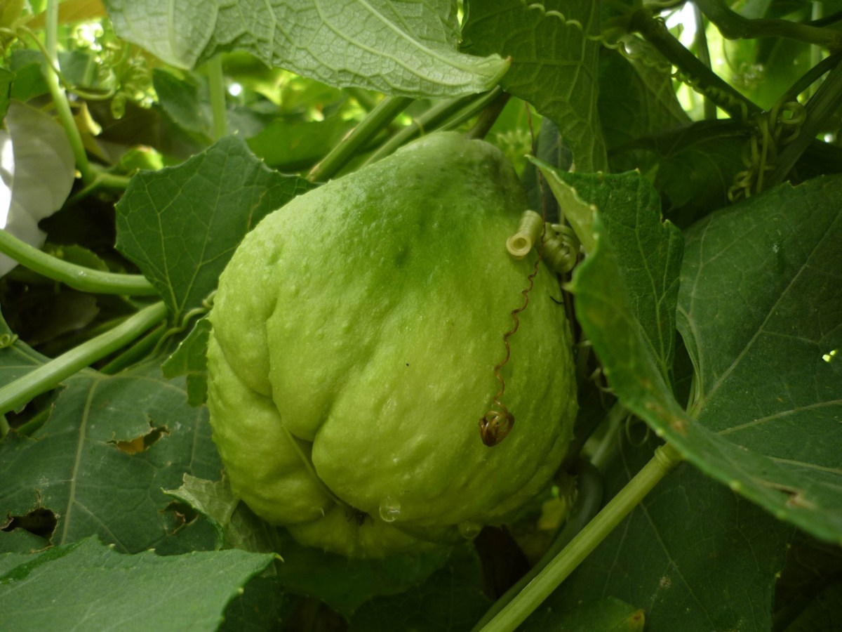 Súper chayote desarrollado en la UNAM