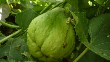 Súper chayote desarrollado en la UNAM