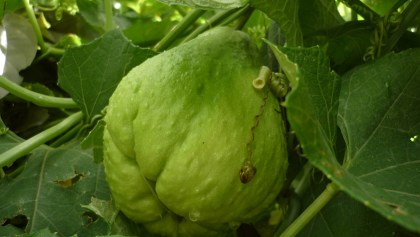 Súper chayote desarrollado en la UNAM