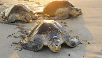 Cientos de tortugas están muriendo en Chiapas y nadie sabe por qué