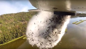 Aviones disparando peces en los lagos de Utah