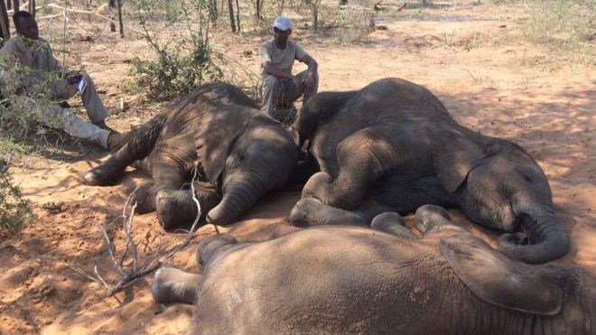 Matan a casi un centenar de elefantes en África