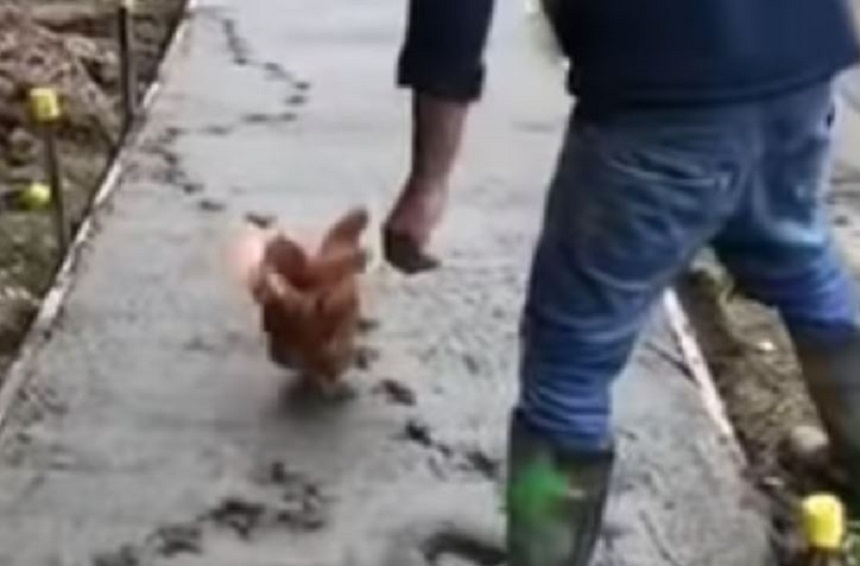 La gallina que arruinó una banqueta