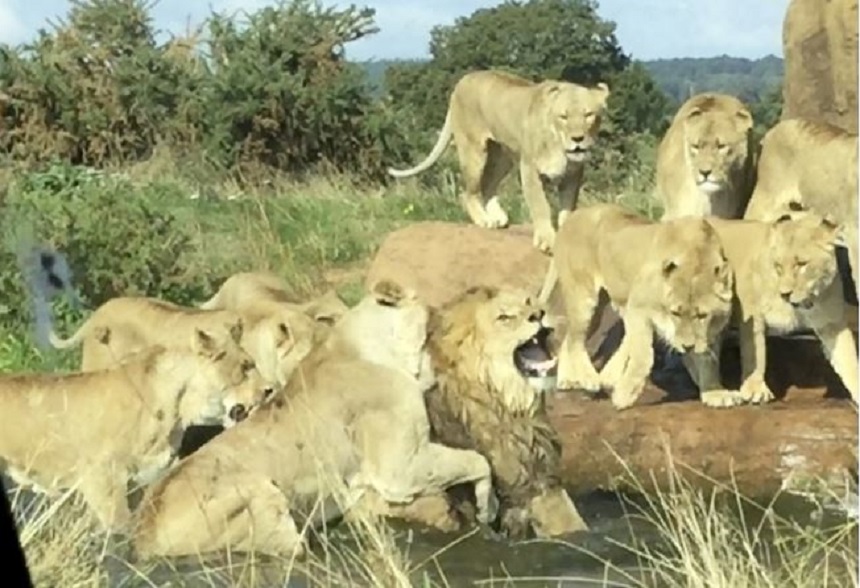 Leonas intentan aniquilar a un macho