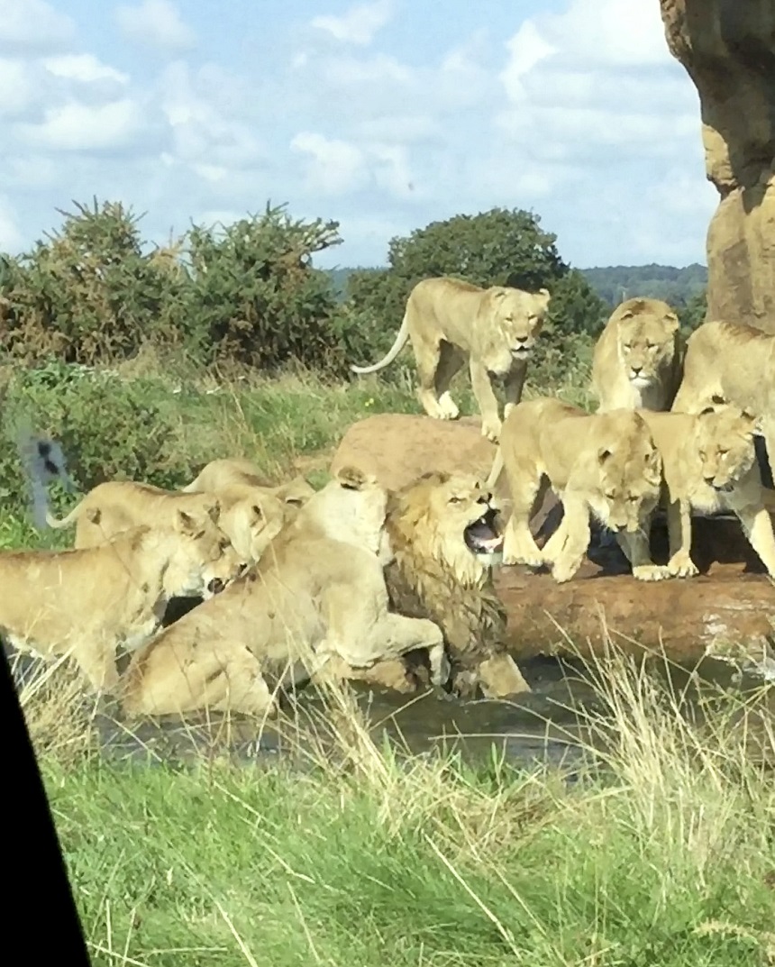 Naturaleza brutal: un grupo de leonas ataca a un macho en un safari