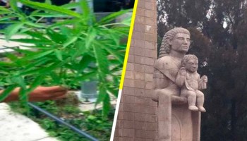 Encuentran plantas de marihuana en el Monumento a la Madre