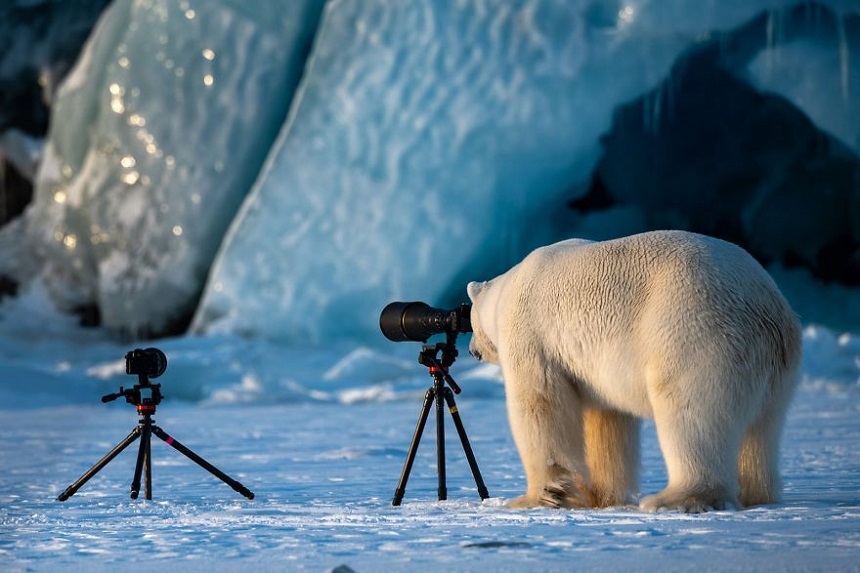 Fotografías que muestran el lado divertido de la vida salvaje