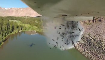 Lluvia de peces, así repueblan lo ríos de Utah