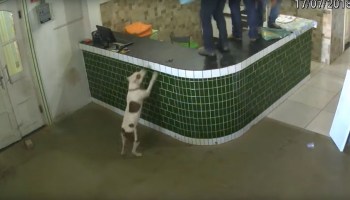 Trabajadores asustados por un perrito amistoso