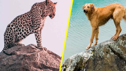 Perro vs leopardo ¿quién ganará? Este video te sorprenderá