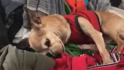 Justo en el cora: Un perrito llora sobre la ropa de su dueño muerto