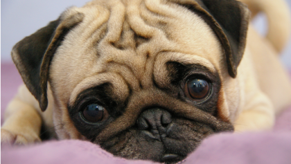 10 cosas por las que amamos a los pug