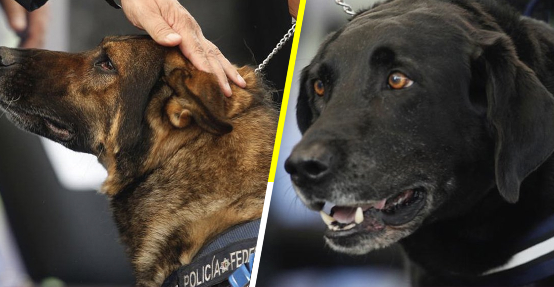 ¡Gracias por todo! 20 oficiales caninos se jubilaron de la Policía Federal