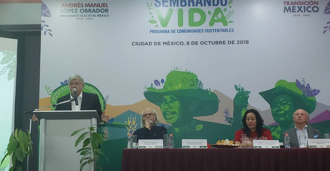 AMLO planea reforestar 1 millón de hectáreas en 19 estados