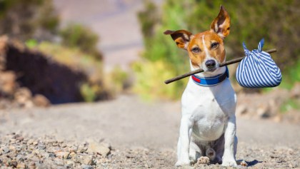 ¡Ah jijo! Suprema Corte determina constitucional el 16% de IVA sobre alimentos para mascotas