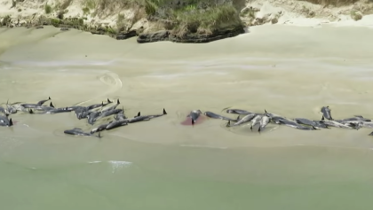 ballenas-nueva-zelanda-encalladas