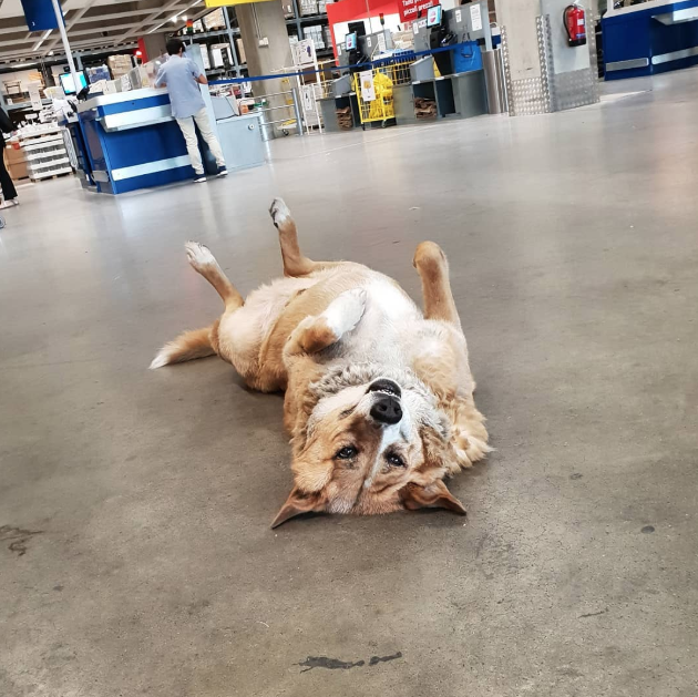 Los perros se quedan sin el parque de recreo en el entorno de IKEA