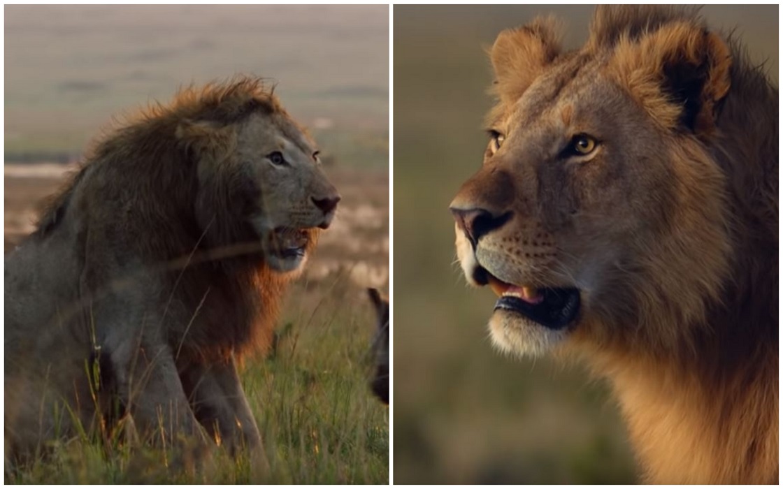 Estos dos leones prueban que el bromance existe en el mundo animal