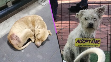 perritos-peregrinos-abandonados-basilica-adopcion