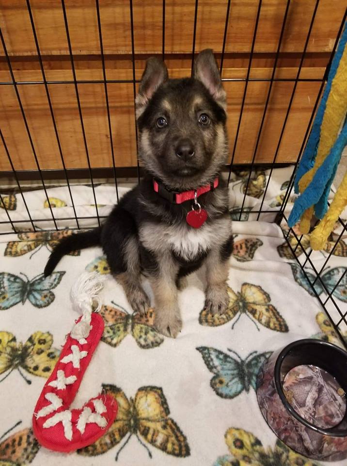 ¡No estamos llorando! A este cachorro le queda muy poco tiempo de vida y así es como disfruta